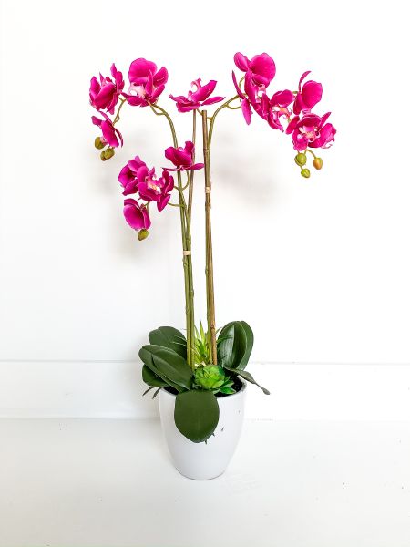 Celita Pink Orchid 2